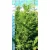 Arany oregoni hamisciprus Chamaecyparis lawsoniana Stardust FL 150-175