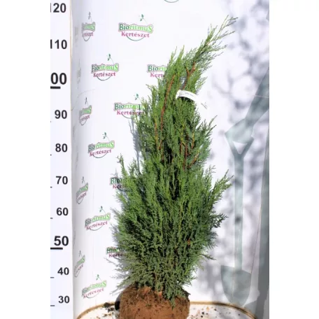 Leyland ciprus Cupressocyparis x leylandii Blue Jeans FL