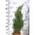 Leyland ciprus Cupressocyparis x leylandii Blue Jeans FL