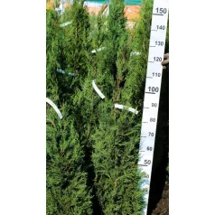   Oszlopos leylandi ciprus Cupressocyparis leylandii 2001 FL 125-150