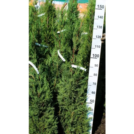 Oszlopos leylandi ciprus Cupressocyparis leylandii 2001 FL 125-150