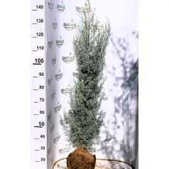 Arizóniai ciprus Cupressus Arizonica Fastigiata FL 125-150