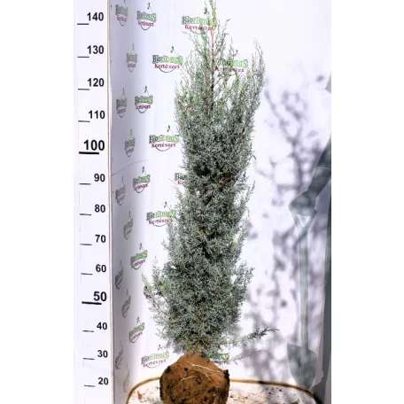 Arizóniai ciprus Cupressus Arizonica Fastigiata FL 125-150