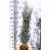 Arizóniai ciprus Cupressus Arizonica Fastigiata FL 125-150