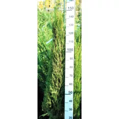   Európai (toszkán vagy olasz) ciprus Cupressus sempervirens Pyramidalis FL 125-150