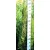 Európai (toszkán vagy olasz) ciprus Cupressus sempervirens Pyramidalis FL 125-150