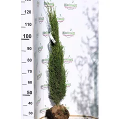   Karcsú olasz ciprus (Karcsú európai ciprus) Cupressus sempervirens Totem FL 100-125
