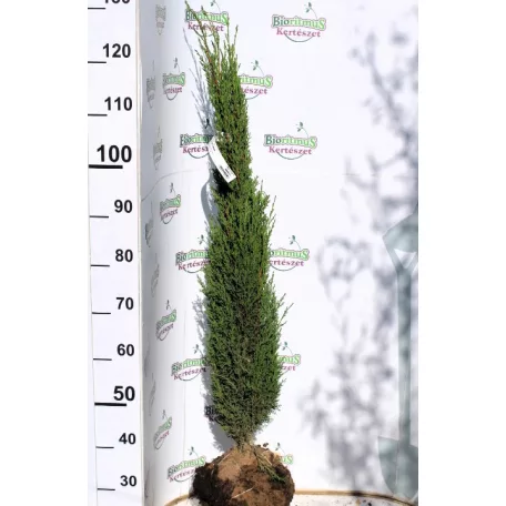 Karcsú olasz ciprus (Karcsú európai ciprus) Cupressus sempervirens Totem FL 100-125