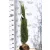Karcsú olasz ciprus (Karcsú európai ciprus) Cupressus sempervirens Totem FL 100-125