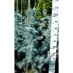 Ezüstfenyő Picea pungens Koster FL 100-125