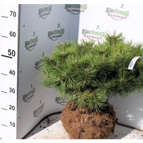 Törpe japán erdeifenyő Pinus densiflora Jane Kluis FL 60-80
