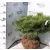 Törpe japán erdeifenyő Pinus densiflora Jane Kluis FL 60-80