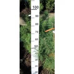 Erdei fenyő Pinus sylvestris FL 60-80