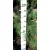 Erdei fenyő Pinus sylvestris FL 60-80