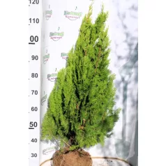   Aranylombú piramistuja Thuja orientalis Pyramidalis Aurea FL 80-100