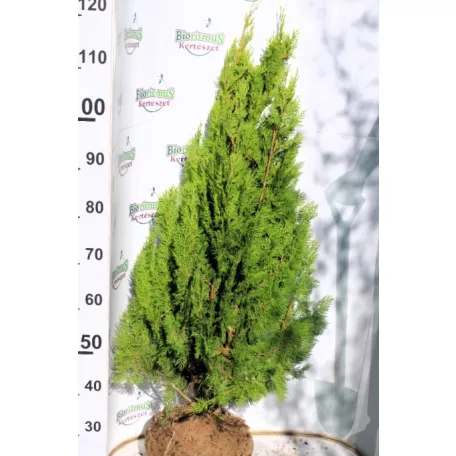 Aranylombú piramistuja Thuja orientalis Pyramidalis Aurea FL 80-100