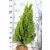 Aranylombú piramistuja Thuja orientalis Pyramidalis Aurea FL 80-100