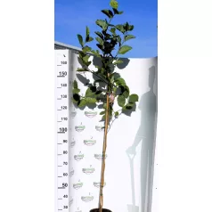 Magnolia soulangeana K5 Törzses