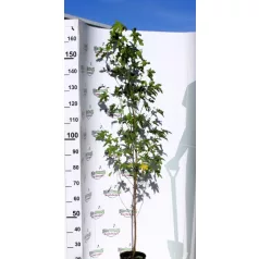 Amerikai ámbrafa Liquidambar styraciflua K3 125/150