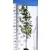 Amerikai ámbrafa Liquidambar styraciflua K3 125/150