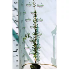 Gránátalma (termő) Punica granatum Acco