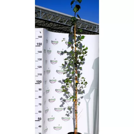 Nyírfa Betula pendula K7
