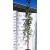 Nyírfa Betula pendula K7