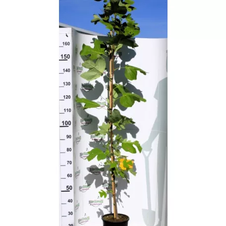 Amerikai tulipánfa Liriodendron tulipifera K7