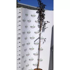 Vérszilva Prunus cerasifera Woodii K7