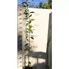 Prunus serrulata Kansan K5,7