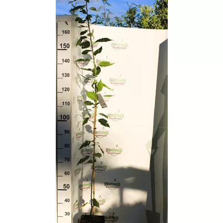 Prunus serrulata Kansan K5,7