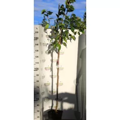 Prunus serrulata Kansan K12