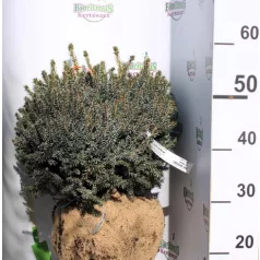 Törpe szerb lucfenyő Picea Omorika Nana FL 40/50