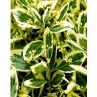 Fehértarka jarka japán kecskerágó Euonymus japonicus 'Bravo'