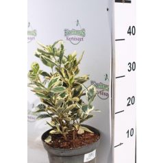   Fehértarka jarka japán kecskerágó Euonymus japonicus 'Bravo'