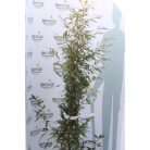 Fekete szárú bambusz BAMBUSA (PHYLLOSTACHYS) NIGRA