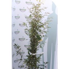 Fekete szárú bambusz BAMBUSA (PHYLLOSTACHYS) NIGRA