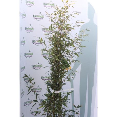 Fekete szárú bambusz BAMBUSA (PHYLLOSTACHYS) NIGRA