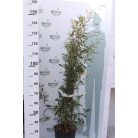 Fekete szárú bambusz BAMBUSA (PHYLLOSTACHYS) NIGRA