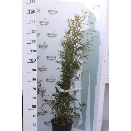 Fekete szárú bambusz BAMBUSA (PHYLLOSTACHYS) NIGRA