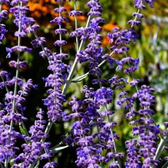 Sudárzsálya Perovskia Blue Spire