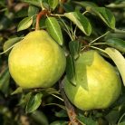 Packham's Triumph körte