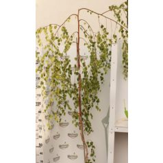 Csüngő nyír Betula pendula 'Youngii'