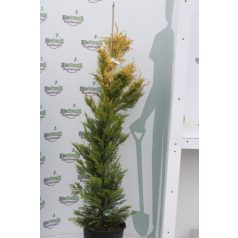 Arany leyland ciprus CUPRESSOCYPARIS LEYLANDII GOLD RIDER