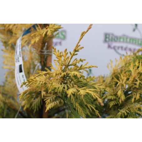 Arany leyland ciprus CUPRESSOCYPARIS LEYLANDII GOLD RIDER