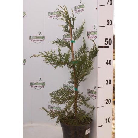 Leyland ciprus Cupressocyparis x leylandii