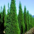 Leyland ciprus Cupressocyparis x leylandii Blue Jeans