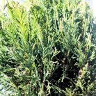 Leyland ciprus Cupressocyparis x leylandii Blue Jeans