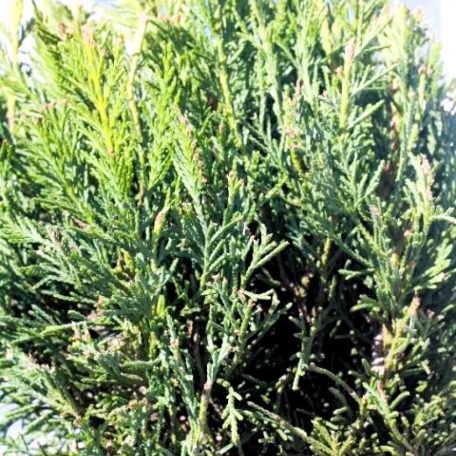 Leyland ciprus Cupressocyparis x leylandii Blue Jeans