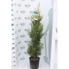 Sárga színű leyland ciprus CUPRESSOCYPARIS LEY. CASTLEWELLAND GOLD